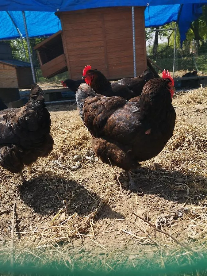 Gite De L'Hermine Pommerit-Jaudy 0*,